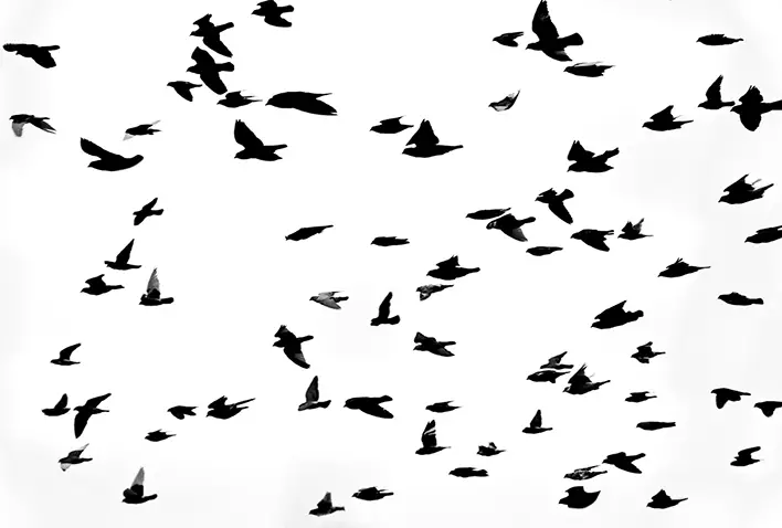 Bandada en Vuelo Libre